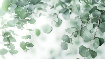 Obraz premium green branches of eucalyptus on white background