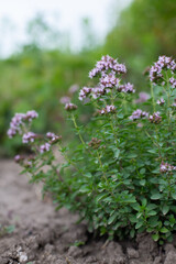 Obraz premium Flowering bushes of oregano (Origanum) in garden. Honey plant. Medicinal and condiment herbs.