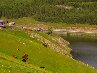cows against the backdrop of the Ural Mountains in the village of Kaga, Bashkortostan