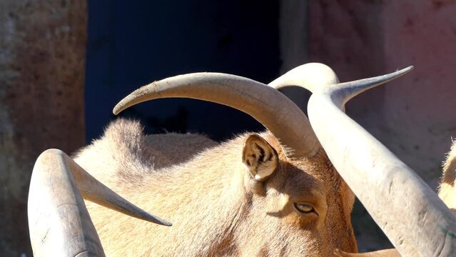 Barbary sheep (Ammotragus lervia)