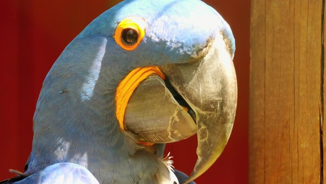 Hyacinth macaw (Anodorhynchus hyacinthinus)
