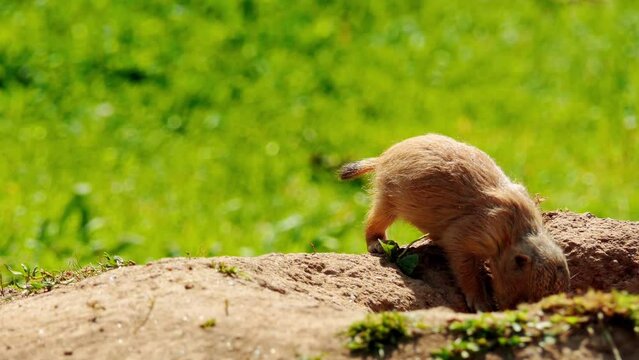 Yellow ground squirrel (Spermophilus fulvus)