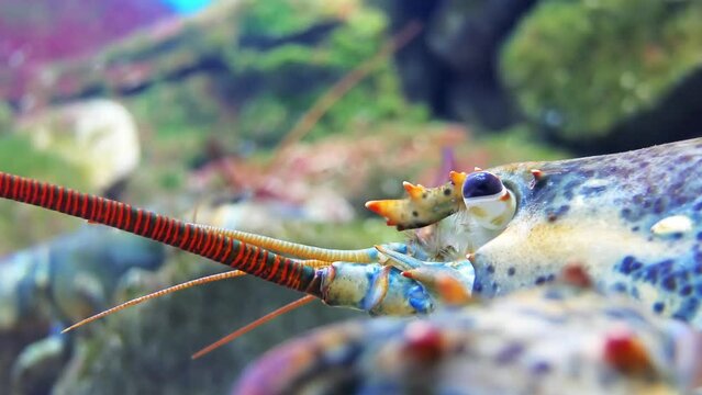 Homarus gammarus, known as European lobster or common lobster, is a species of clawed lobster from the eastern Atlantic Ocean, Mediterranean Sea and parts of the Black Sea.