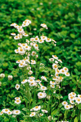 Green bush and fern, spring flowers with bee, colorful leaves, spring plants blooming.