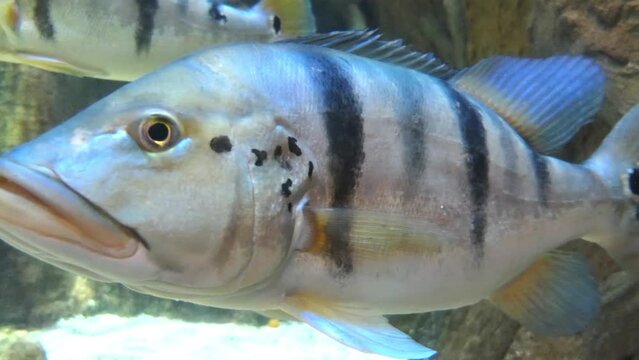 Peacock bass (Cichla) is a genus of large cichlids, diurnal and predatory freshwater fish native to the Amazon and Orinoco basins, as well as rivers of the Guianas, in tropical South America.