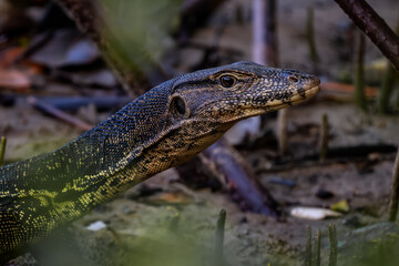 Common Water Monitor - Varanus salvator, portrait of beautiful large lizard from Asian fresh waters, Borneo, Malaysia.
