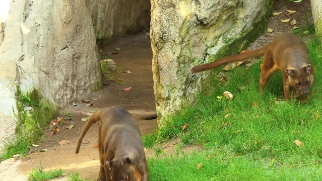 Fossa is cat-like, carnivorous mammal endemic to Madagascar. It is a member of the Eupleridae, a family of carnivorans closely related to the mongoose family (Herpestidae).
