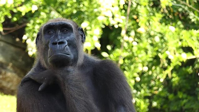 Gorillas are ground-dwelling herbivorous apes