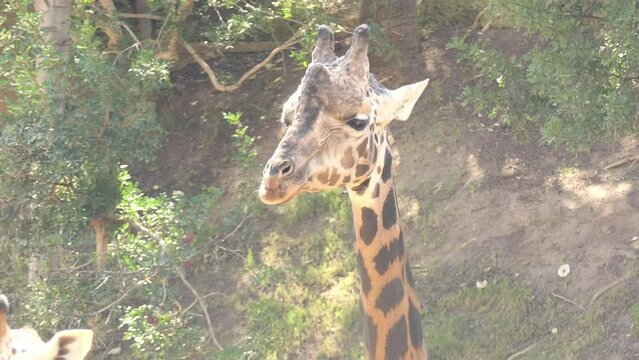 Northern giraffe (Giraffa camelopardalis), also known as three-horned giraffe, is type species of giraffe native to North Africa.