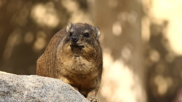 Rock hyrax (Procavia capensis)