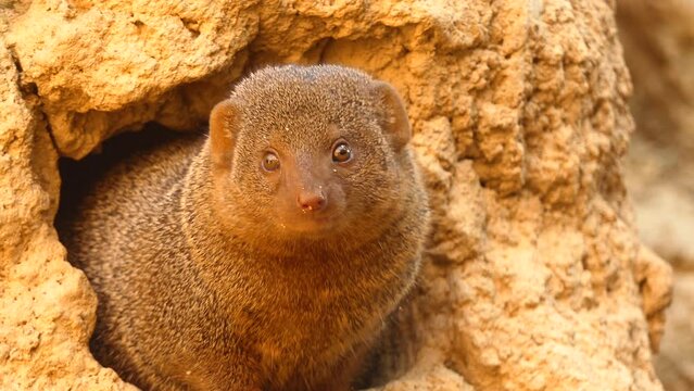 Common dwarf mongoose (Helogale parvula)
