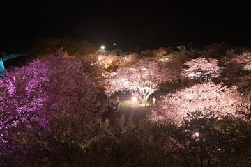 『錦帯橋と夜桜』夜サクラ　桜 ライトアップ 山口県岩国  #日本観光　Kintai Bridge 　