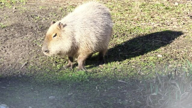 Capybara (Hydrochoerus hydrochaeris) is giant cavy rodent native to South America. It is largest living rodent. Also called capivara, capiguara, fercho, carpincho and ronsoco, genus Hydrochoerus.