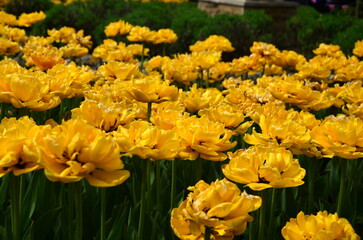double yellow tulips in the garden