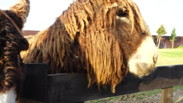 donkey or ass (Equus africanus asinus) is a domesticated member of the horse family, Equidae. Working donkeys are often associated with those living at or below subsistence levels.