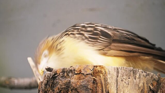 Guira cuckoo (Guira guira)