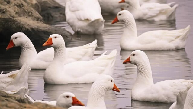 Emden or Embden is a German breed of domestic goose. It is named for the town of Emden in north-westernmost Germany.