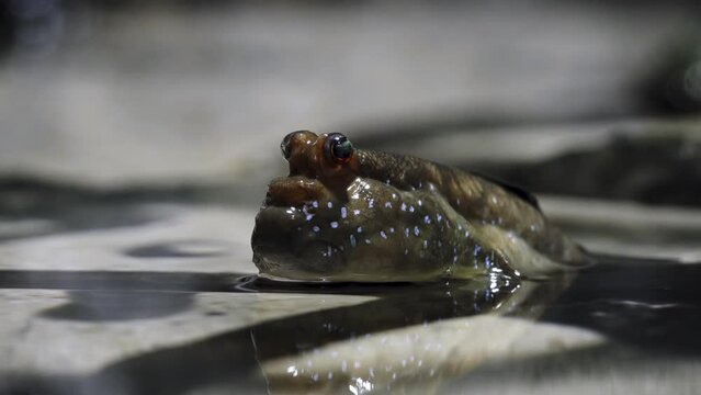 Periophthalmus is a genus of fish in the family Gobiidae, native to coastal mangrove wood- and shrubland in the Indo-Pacific region. It is one of the genera commonly known as mudskippers.