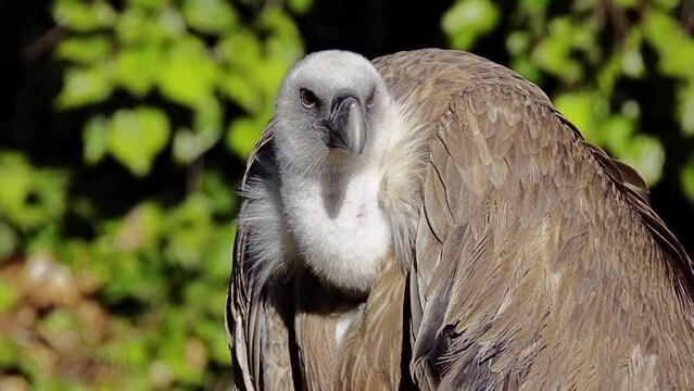 Griffon vulture (Gyps fulvus) is large Old World vulture in bird
