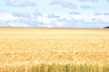 wheat field and clouds against blue sky