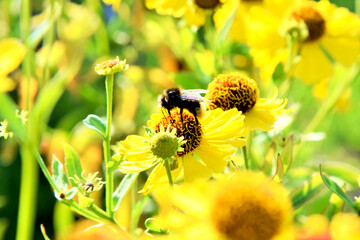 the bee collects the nectar from the yellow flower of the ageratum