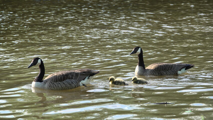 Obraz premium Couple de bernaches du canada avec leur petits