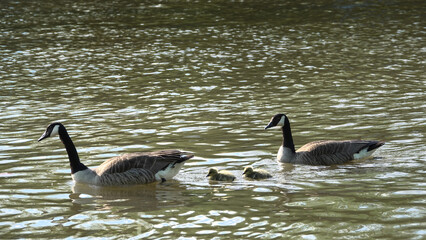 Obraz premium Couple de bernaches du canada avec leur petits