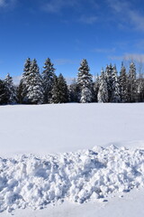 The forest after the storm, Sainte-Apolline, Québec, Canada