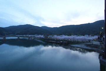 『錦帯橋と夜桜』桜 ライトアップ 山口県岩国 夜サクラ　 #日本観光　Kintai Bridge 　