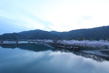 『錦帯橋と夜桜』桜 ライトアップ 山口県岩国 夜サクラ　 #日本観光　Kintai Bridge 　