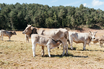 Young Calf Breastfeeding From Cow Mother in a Pastoral Field on a Sunny Day