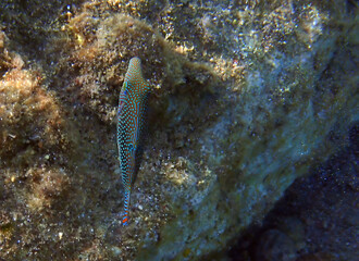 Pearl Toby coral fish, scientific name is Canthigaster margaritata. It belongs to family...