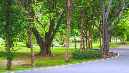 Obraz premium Row of many green trees in greenery natural view with curved concrete pavement walkway in public park area