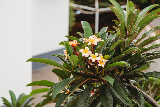 Pink and yellow Plumeria flowers on the trree
