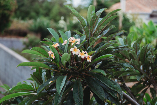Pink and yellow Plumeria flowers on the trree