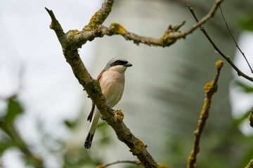 (Lanius collurio) standing on a plant in nature.