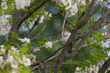 (Lanius collurio) standing on a plant in nature.