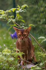 Abessinier Katze sitzt im Garten
