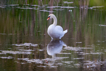 the male swan on a lake.