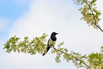 (Pica pica) on the branches of an acacia.