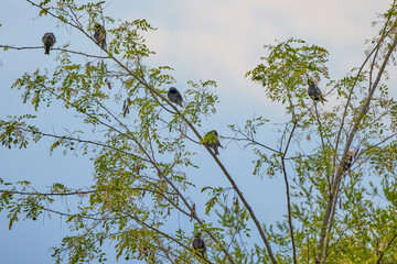 (Sturnus vulgaris) on the branches of an acacia.