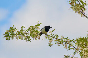 (Pica pica) on the branches of an acacia.