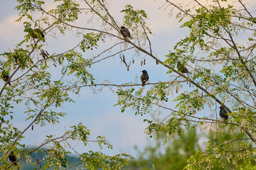(Sturnus vulgaris) on the branches of an acacia.