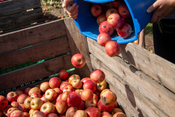Apfelernte in der Pfalz - Powered by Adobe
