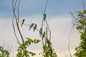 (Merops apiaster) standing on a tree branch