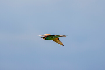 (Merops apiaster) in flight in the blue sky.