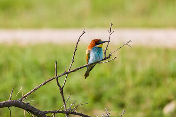 (Merops apiaster) standing on a tree branch