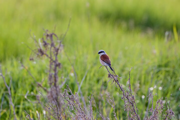 (Lanius collurio) standing on a plant in nature.