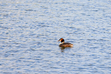 (Podiceps cristatus) floating on the water of a lake.