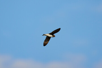 (Riparia riparia) in flight in the blue sky.